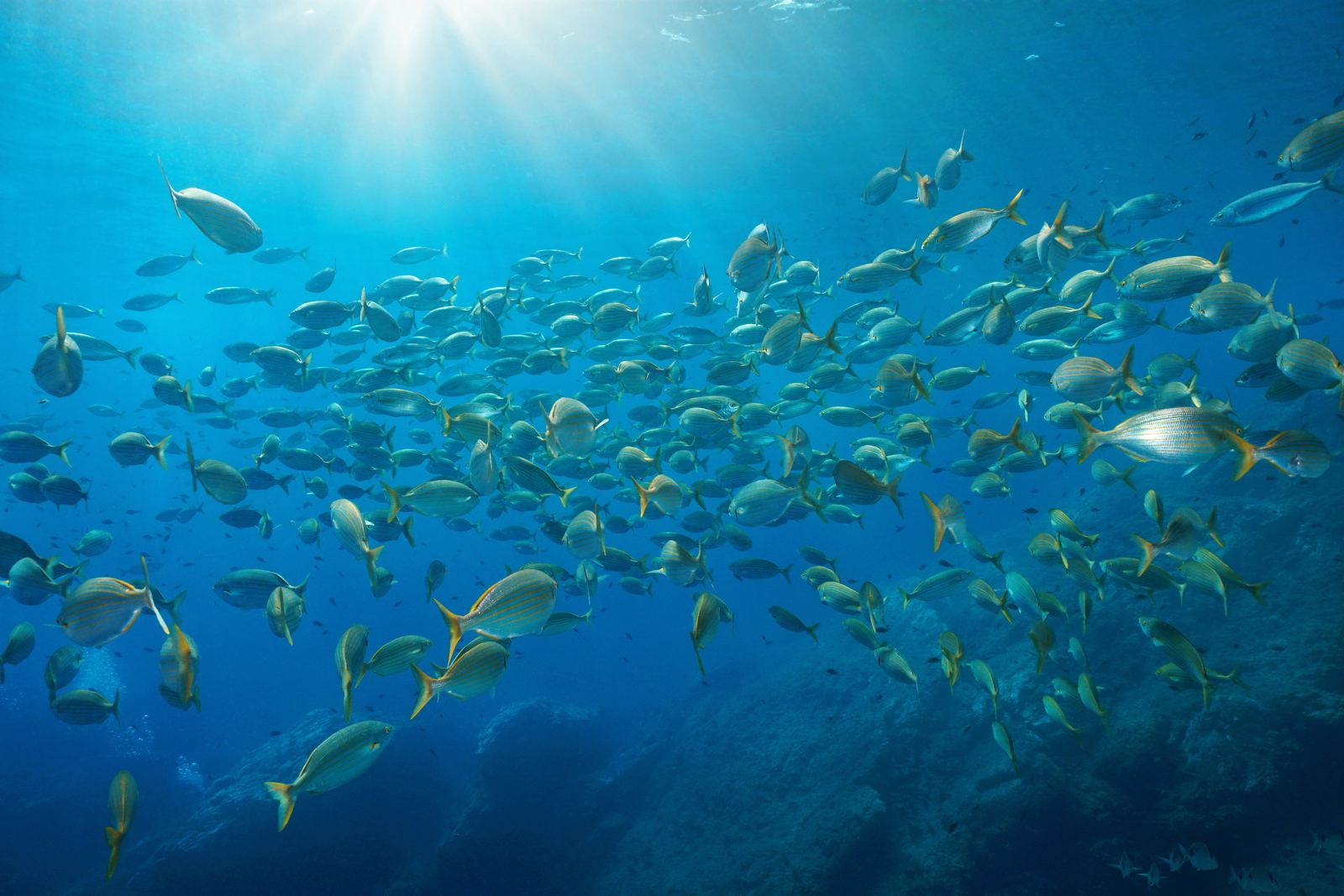 Banc de poissons