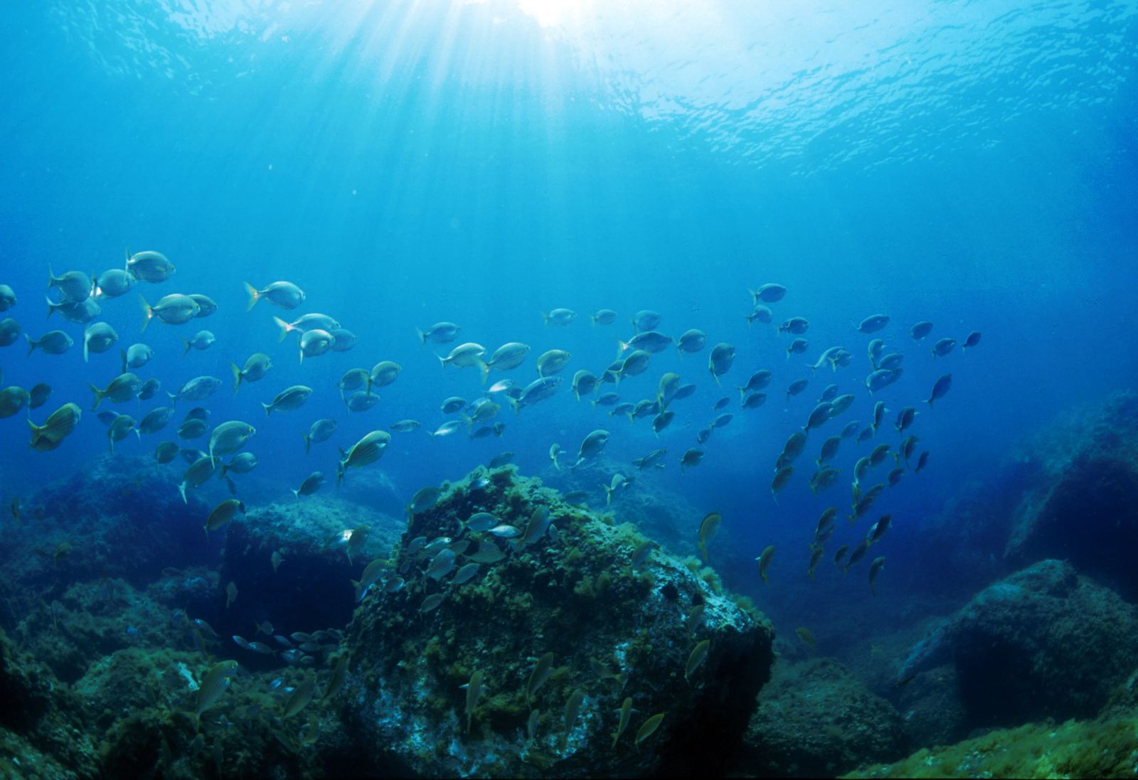 Fonds rocheux et poissons de Méditerranée