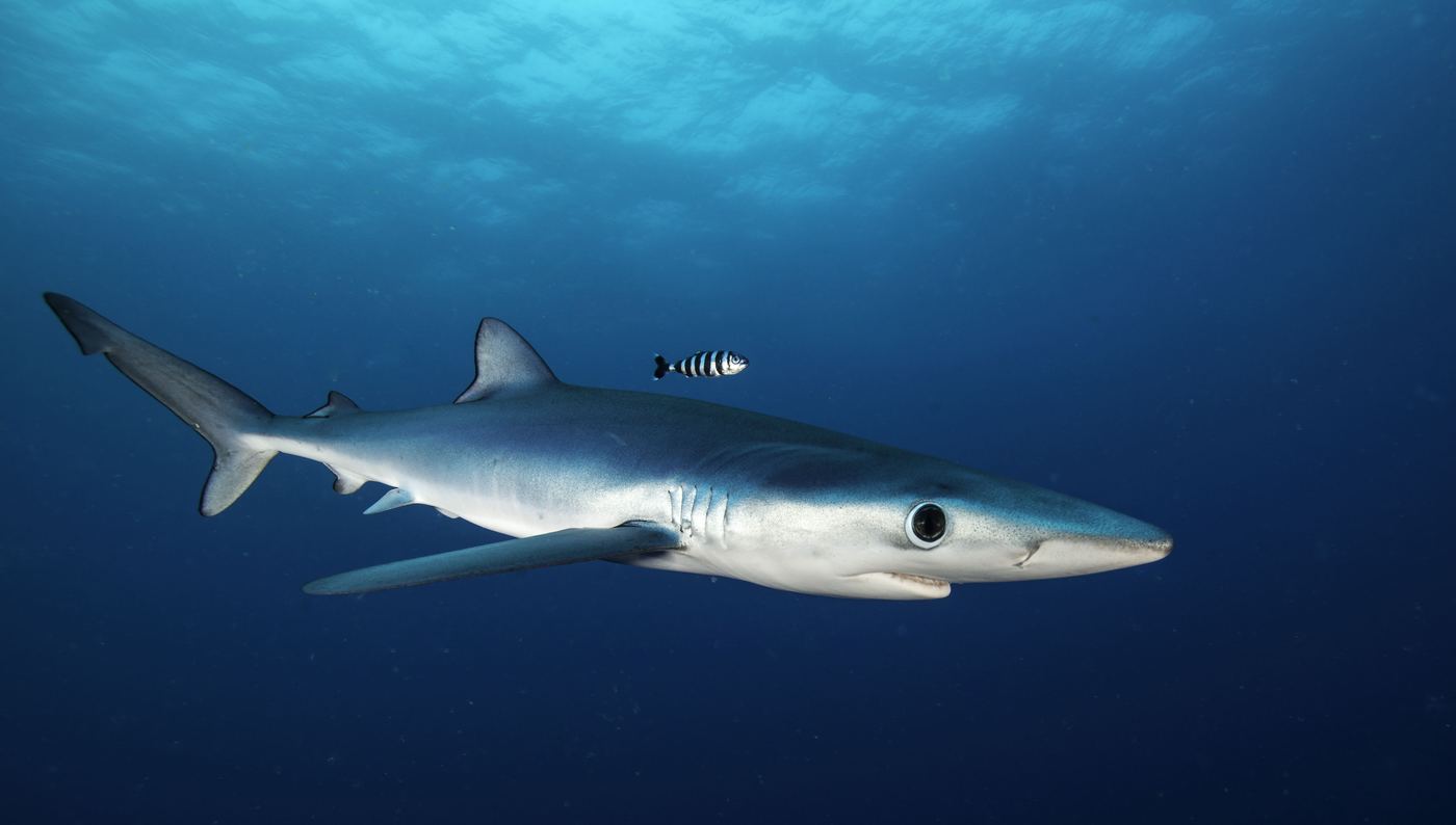 Requin bleu