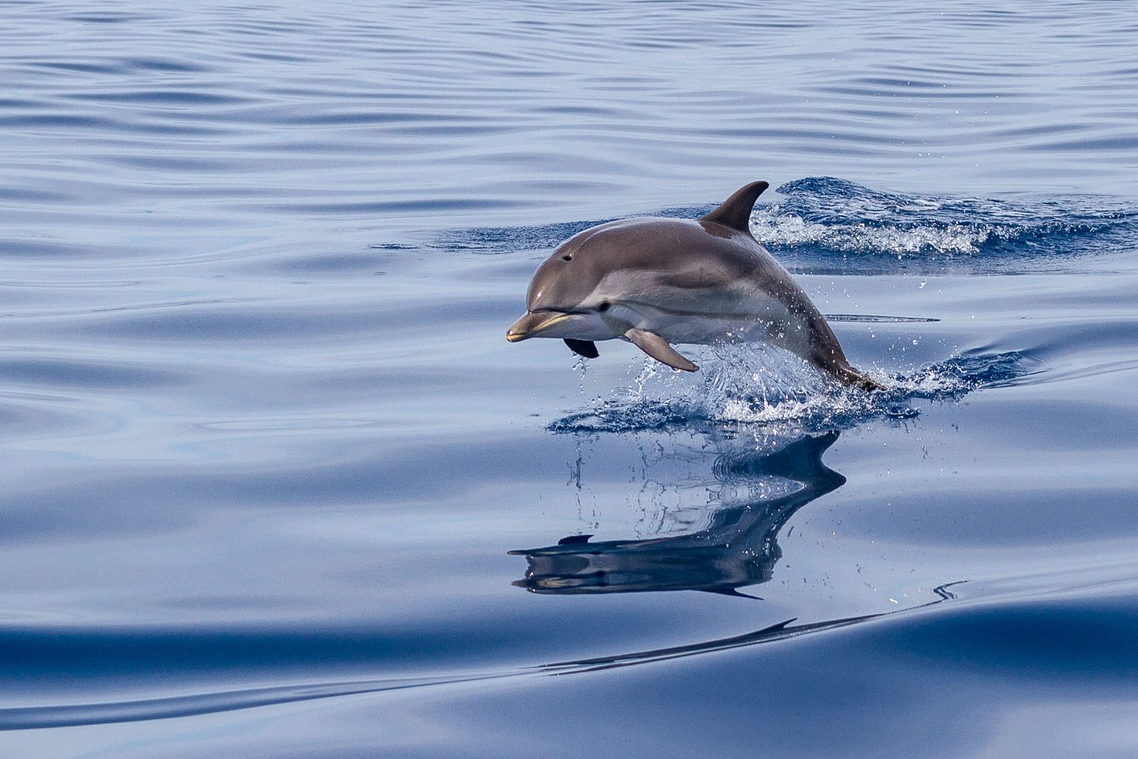 Dauphin bleu et blanc sautant hors de l’eau