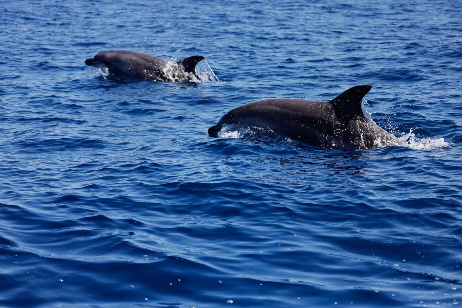 Dauphins en surface