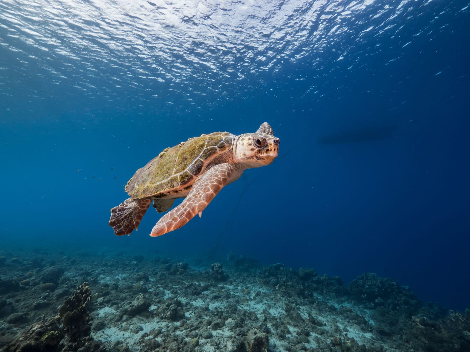 Tortue caouanne en Méditerranée