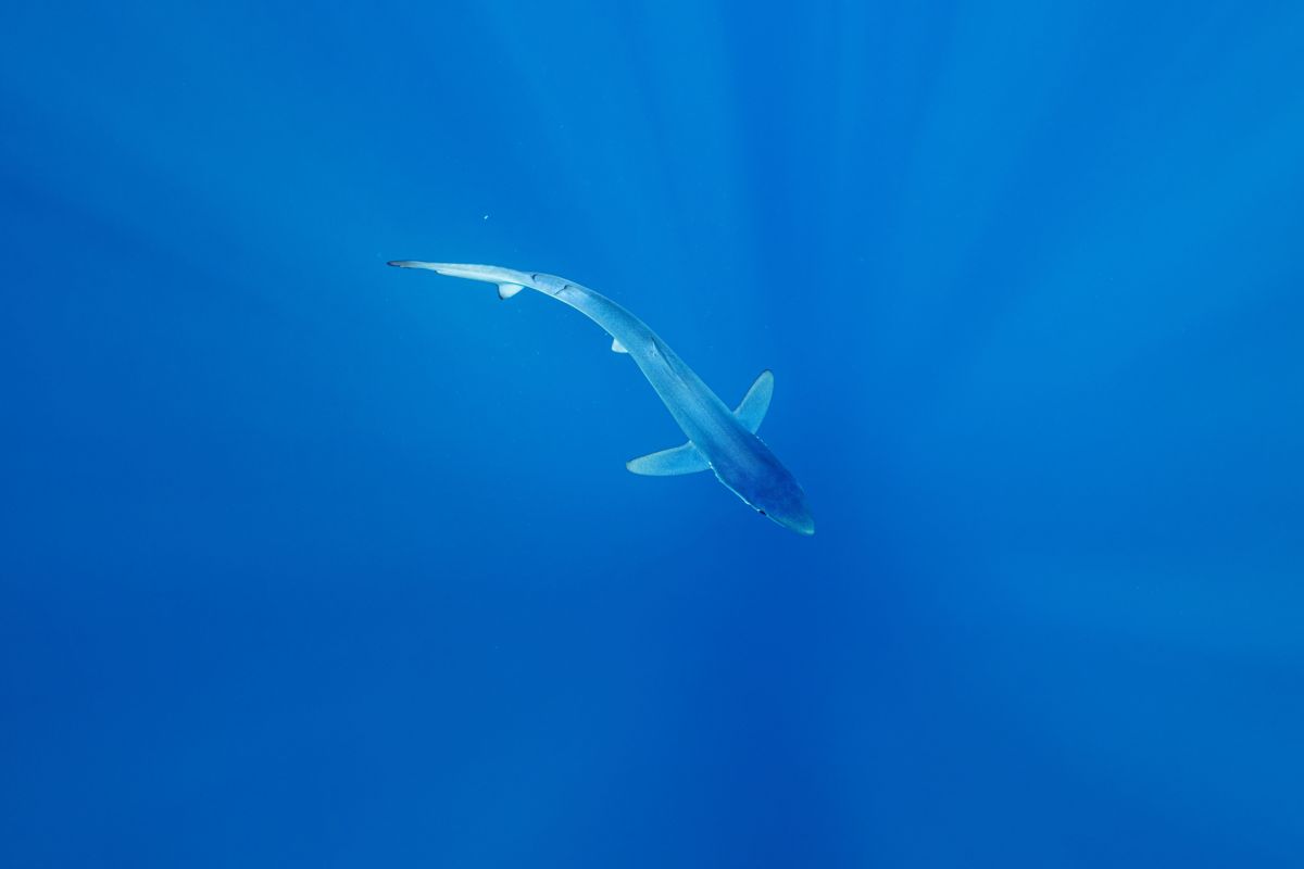Requin bleu en Méditerranée